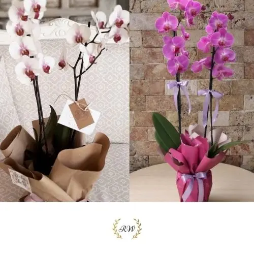 Arreglo de Orquideas