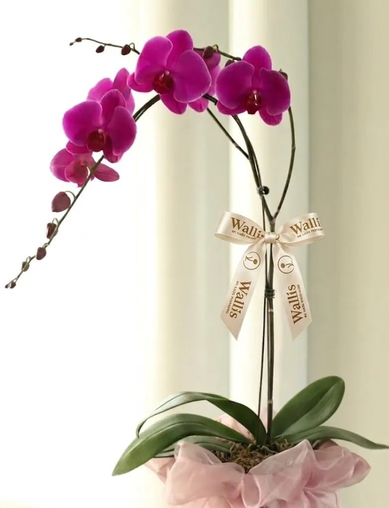 Arreglo de Orquideas